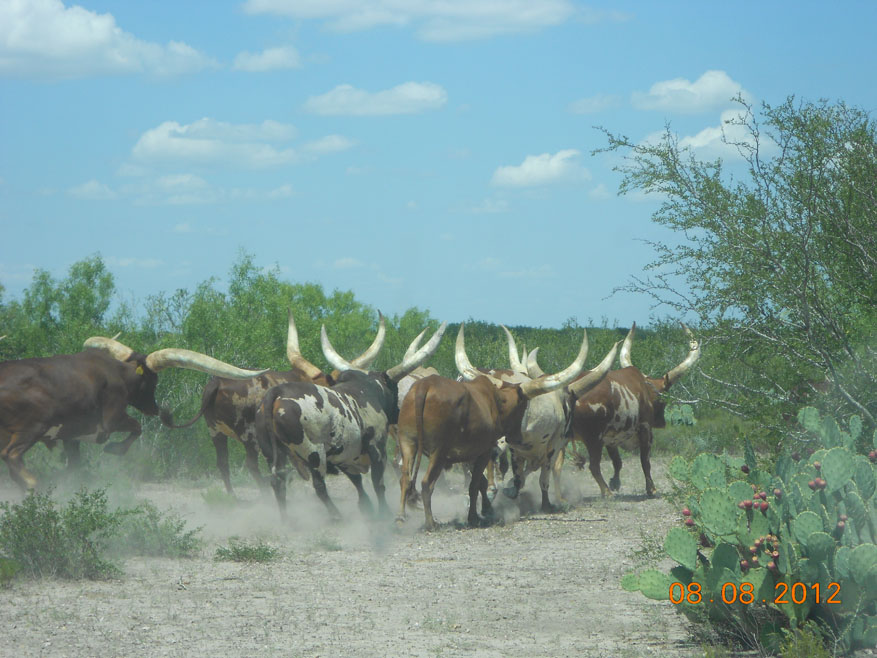 Texas hunting grounds